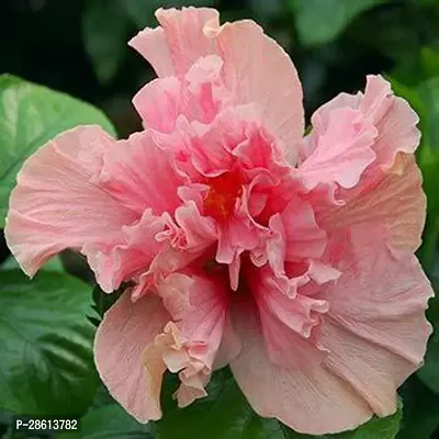 Platone Hibiscus Plant HIBISCUS 11