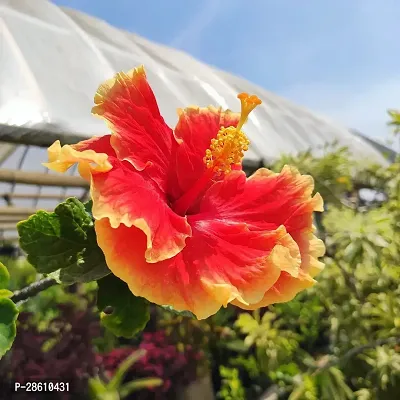 Platone Hibiscus Plant Hibiscus Hybrid Live Flower Plant Disha-90046-thumb0