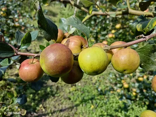 Platone Apple Plant Red apple ber for home garden-thumb0