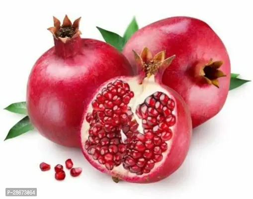 Platone Pomegranate Plant DalimPomegranate Fruit-thumb3