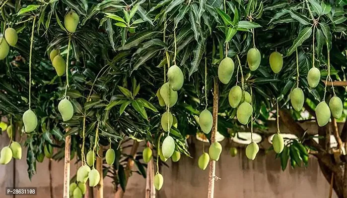 Platone Mango Plant Himsagar Mango Plant-1-thumb0