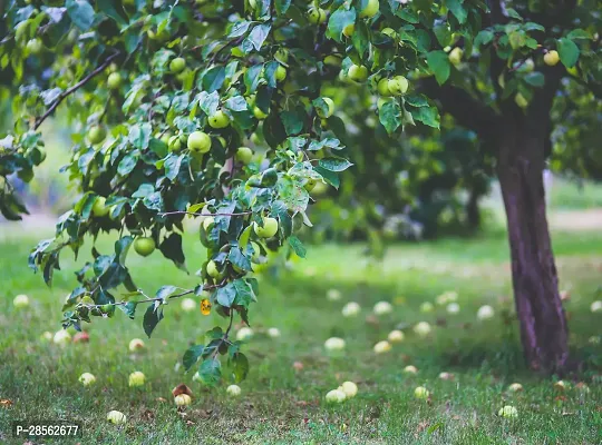 Platone Elephant Apple Plant Cloud apple plant