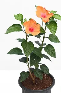 Platone Hibiscus Plant Plants 158-thumb2