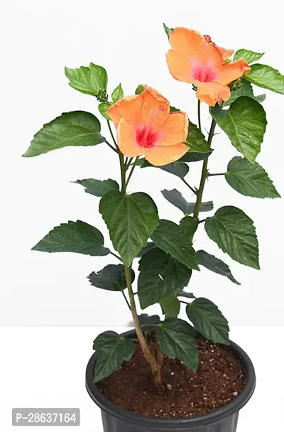 Platone Hibiscus Plant Plants 158-thumb3