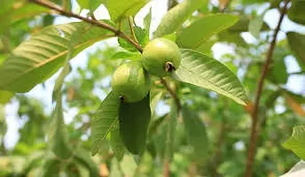 Platone Guava Plant GUAVA PLANT UUU9-thumb1