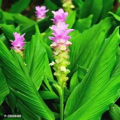 Platone Turmeric Plant Turmeric Plant With Pot-thumb2