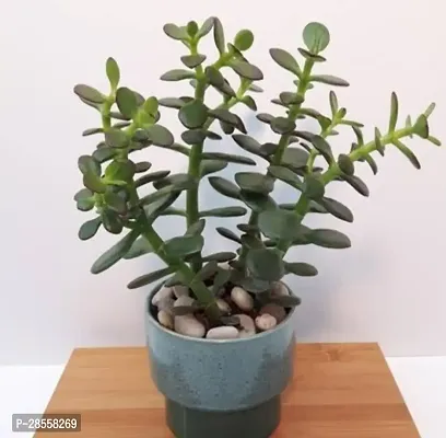 Platone Jade Plant Healthy Jade Plant With Pot Indoor and Outdoor