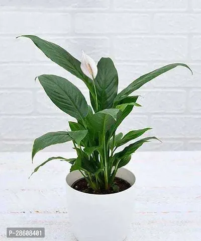 Platone Peace Lily Plant Peace Lily Flower Plant-thumb0