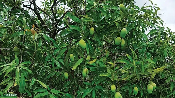 Platone Mango Plant Thai mango plant52