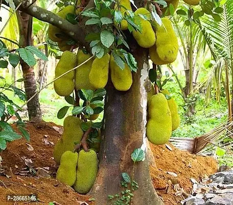 Platone Jackfruit Plant Rare Dwarf Black Gold Sweet Jackfruit Variety Grafted 1 Healthy Live Plant-thumb0