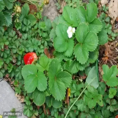 Platone Strawberry Plant strawberry sww45-thumb0