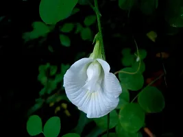 Platone Aparajita Butterfly Pea Plant Aparajita plant-thumb1