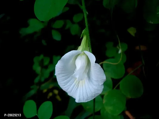 Platone Aparajita Butterfly Pea Plant Aparajita plant-thumb2