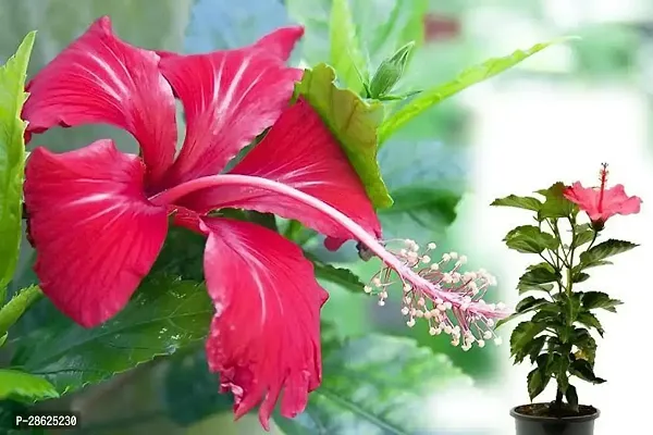 Platone Hibiscus Plant Red Hibiscus Gudhal Plant