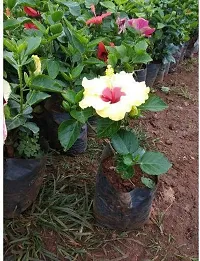 Platone Hibiscus Plant yellow gudhal plant-thumb1