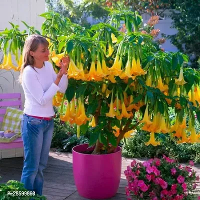 Platone Indian trumpet flower angel trumpet plant-thumb0