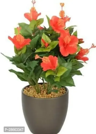 Platone Hibiscus Plant Gudhal Live Plant, Hibiscus Dark Orange flower, Hibiscus rosa-sinensis Flower Live Plant (1 Healthy Plant)-thumb0