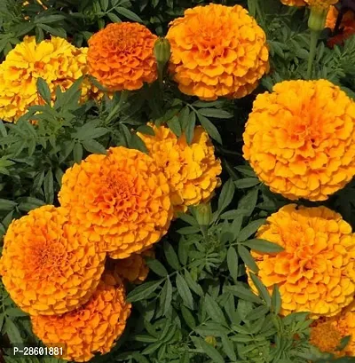 Platone Marigold Plant Marigold flower plant creation