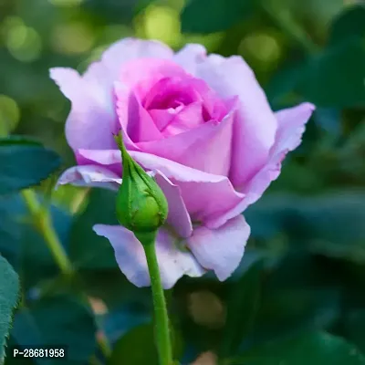 Platone Rose Plant Purple Pink Rose Plant