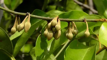 Platone Spanish Cherry Plant Spanish Cherry Plant-thumb1