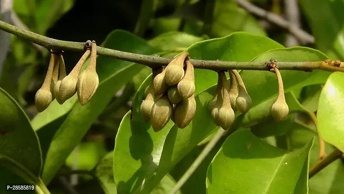 Platone Spanish Cherry Plant Spanish Cherry Plant-thumb2