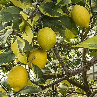 Platone Lemon Plant Spur lemon ( Kagazi Lemon)