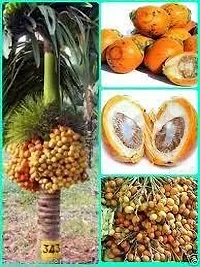 Platone Betel NutSupari Plant BETEL NUT R33-thumb1