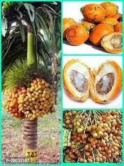 Platone Betel NutSupari Plant BETEL NUT R33-thumb2