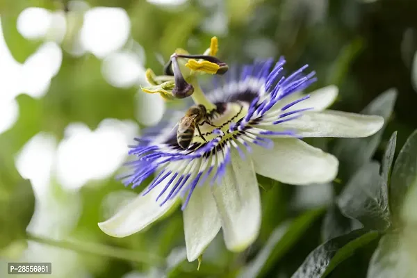 Platone Passion Plant PASSION FLOWER TT