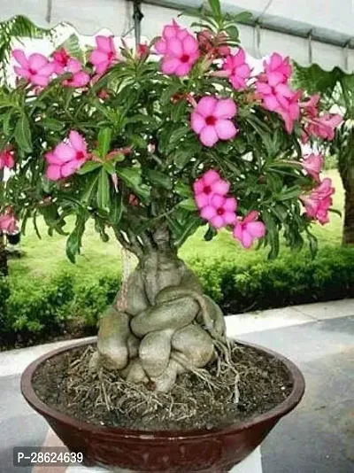 Platone Adenium Plant ADENIUM PLANT DDHK9