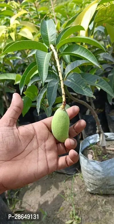 Platone Mango Plant All Time-thumb0