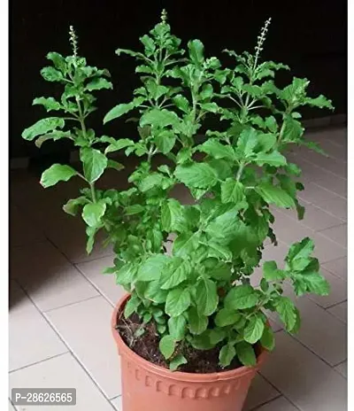 Platone Tulsi Plant tulsisingle4-thumb0