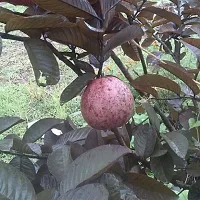 Platone Guava Plant Malaysian Red Guava saplings-thumb1