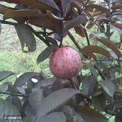 Platone Guava Plant Malaysian Red Guava saplings-thumb2