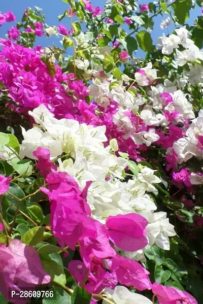 Platone Bougainvillea Plant RSP_224