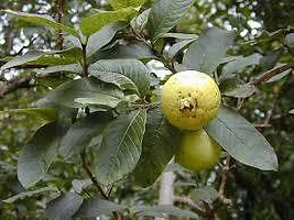 Platone Guava Plant GUAVA PLANT-thumb1