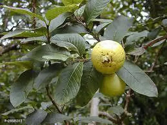 Platone Guava Plant GUAVA PLANT-thumb2