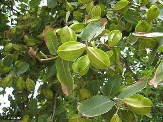 Platone Tamarind Plant arjuna55