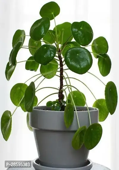 Platone Water Pennywort INDOOR COIN PLANTS-thumb0