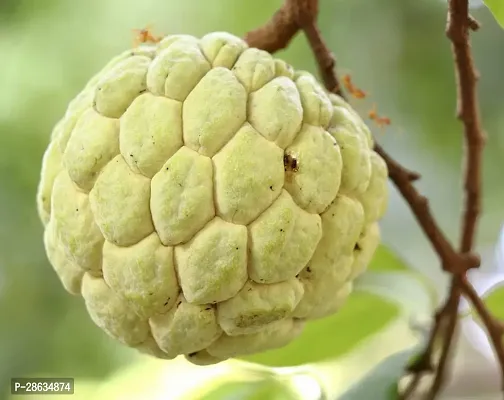 Platone Custard Apple Plant USTRD43-thumb0