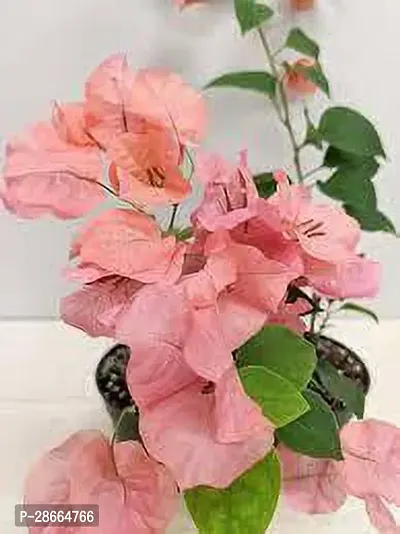 Platone Bougainvillea Plant IDMT5