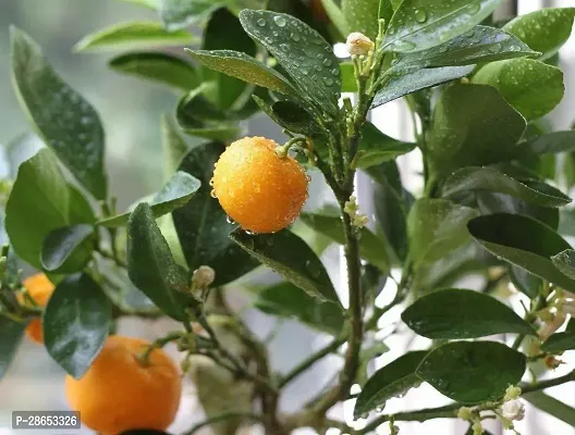 Platone Orange Plant EVor82-thumb2