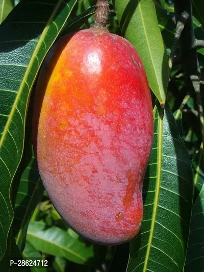 Platone Mango Plant mj01-thumb0