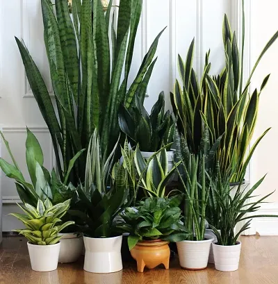 Limited Stock!! Plant & Planters 