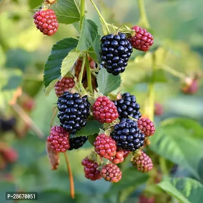 Platone M-Technologies Tropical Fruit Live Plant - Dwarf Rare Rubus fruticosus Blackberry Tasty Fruit Live Plant (1 Plant) Dwarf Rare Rubus fruticosus Blackberry Tasty Fruit Live Plant