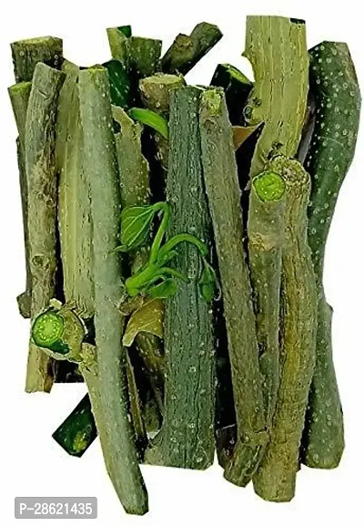 Platone Giloy Plant VXI-958-Gurcha | Guduchi | Amrta Fresh Stem