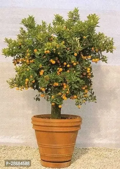 Platone Orange Plant oof01