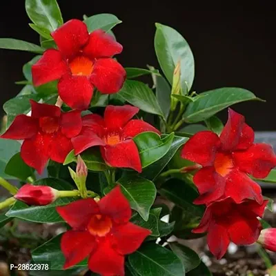 Platone Mandevilla Plant Mandevilla red flowers plant.