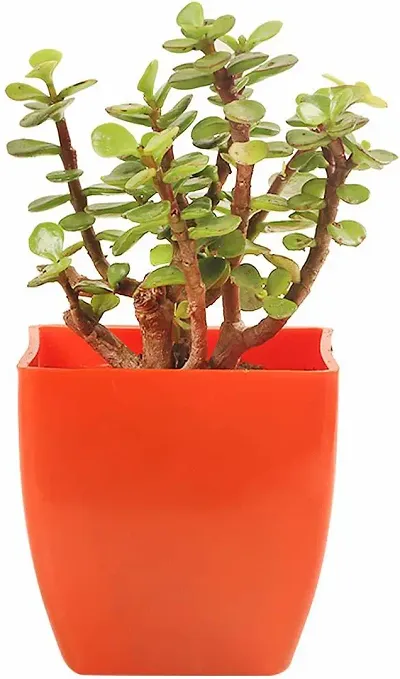 Hot Selling Plant & Planters 