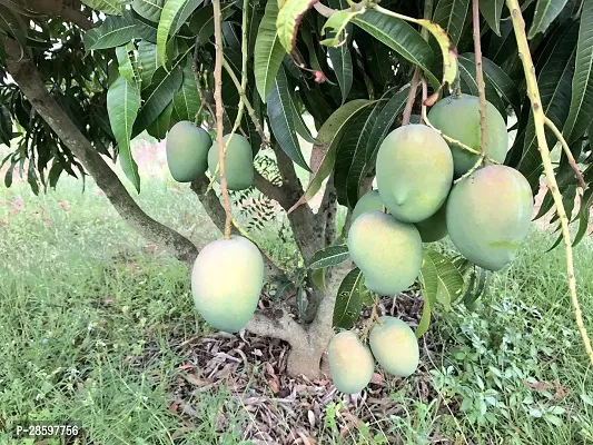 Platone Mango Plant DasheriGrafted Mango Plant.-thumb0